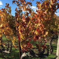 A Napa Wine Adventure